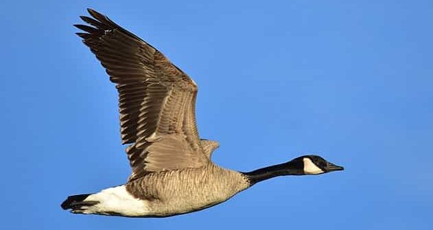 Canada geese bird